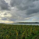 Les Longues Vignes