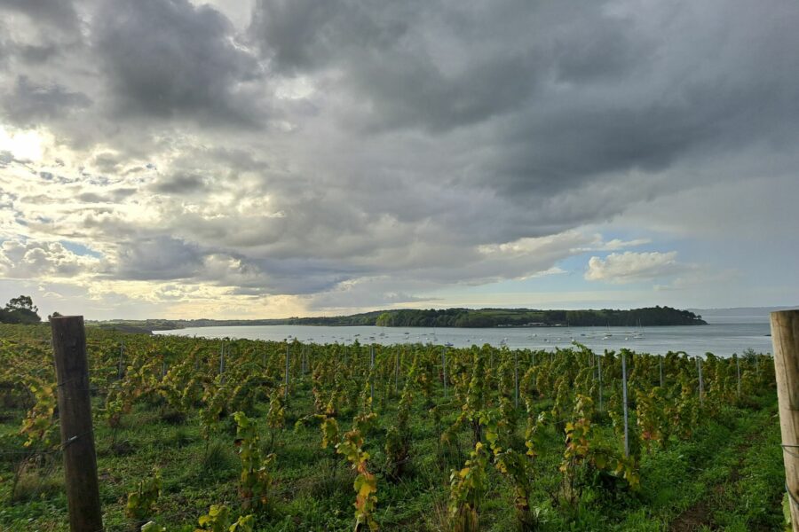 Le coteau plein Sud de la Rance au Domaine les Longues Vignes